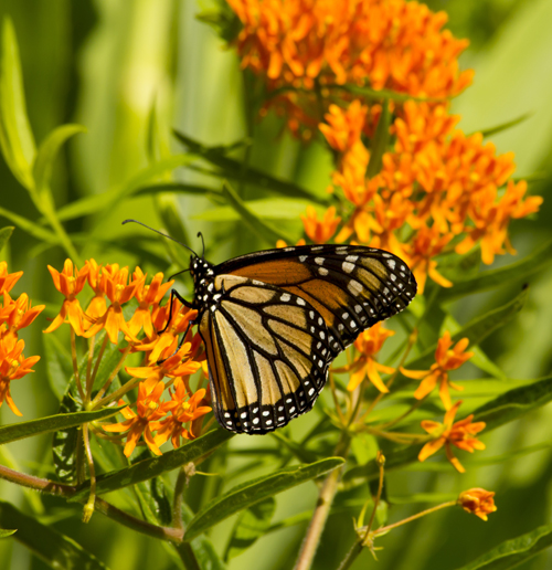 Asclepias tuberosa - Charleston Aquatic and Environmental Inc.