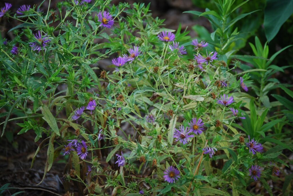 Aster novae-angliae