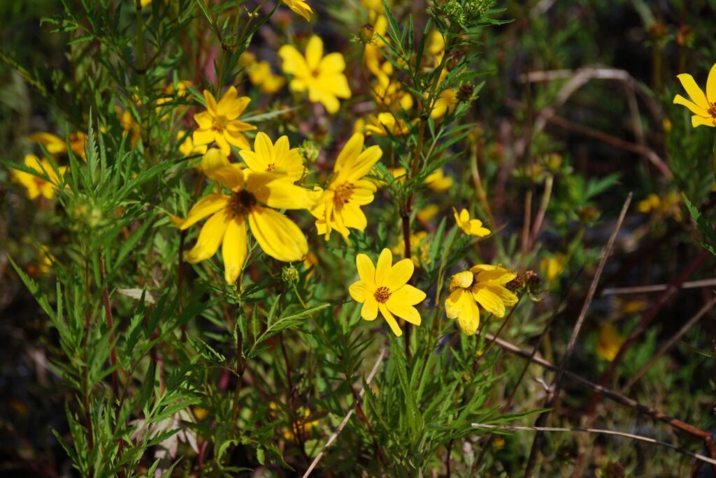Bidens aristosa, commonly called swamp marigold, is a North American native perennial that thrives in moist soils in full sun to partial shade.
