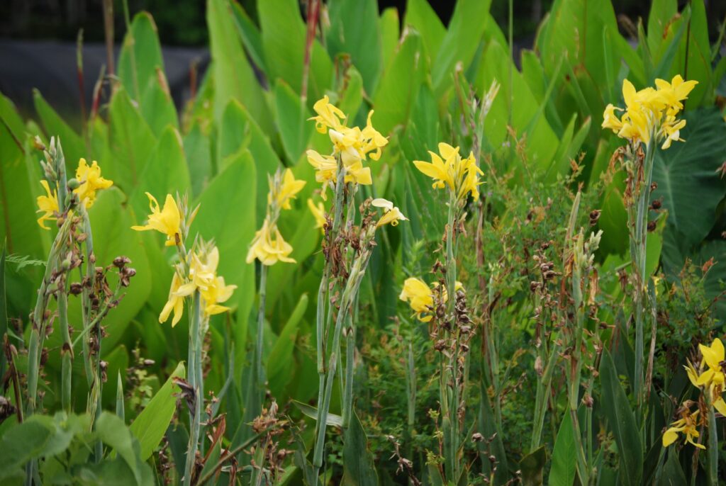 Canna flaccida