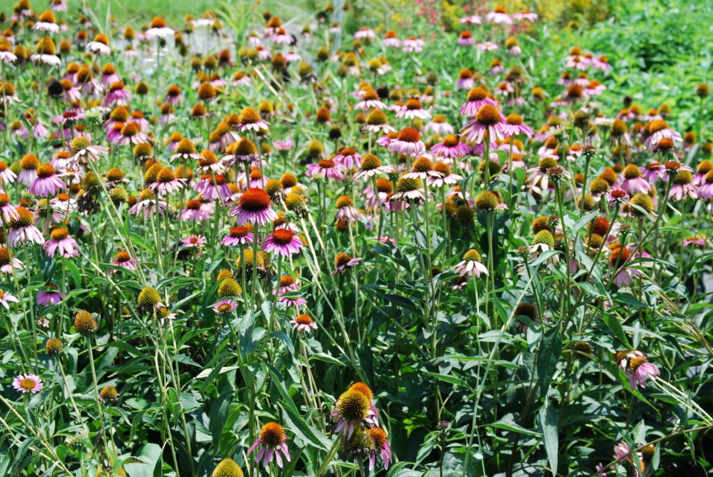  Echinacea purpurea also known as purple coneflower is a beautiful North American native wildflower