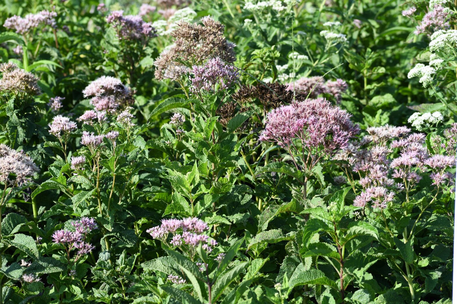 Eupatorium fistulosum commonly called Joe-Pye weed, is a North American native perennial that thrives in medium to wet soils in full sun to part shade.