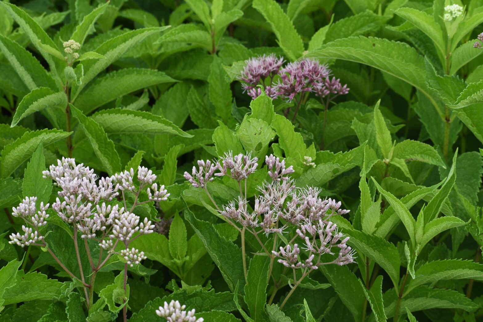 Eupatorium maculatum, commonly called spotted Joe-Pye weed, is a North American native perennial that grows best in moist soils in partial shade to full sun.