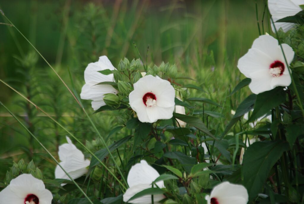 Hibiscus moscheutos