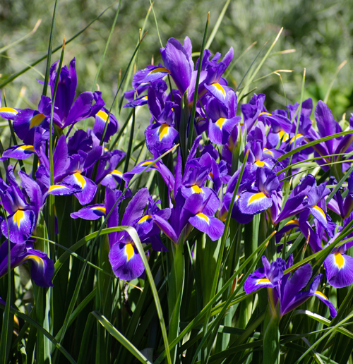 Iris versicolor - Charleston Aquatic and Environmental Inc.