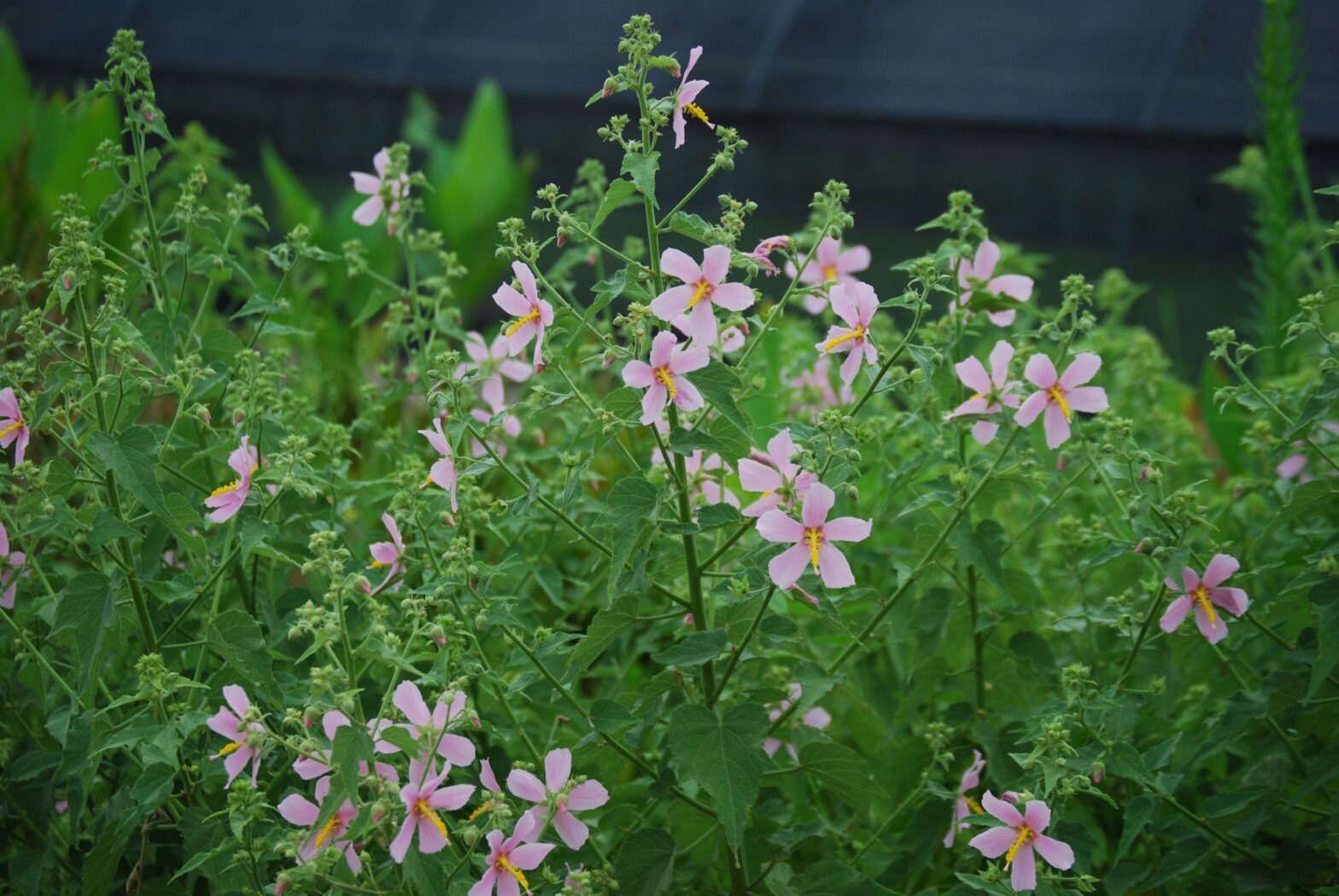  Kosteletzkya virginica, commonly called seashore mallow, is a North American perennial native to coastal regions.