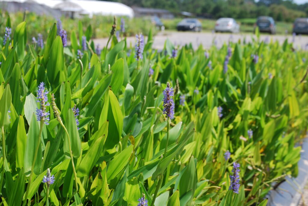 Pontederia cordata 11