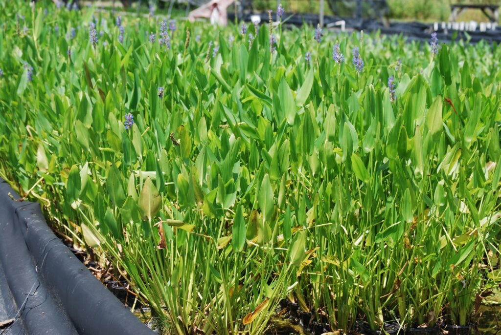 Pontederia cordata 4in 2