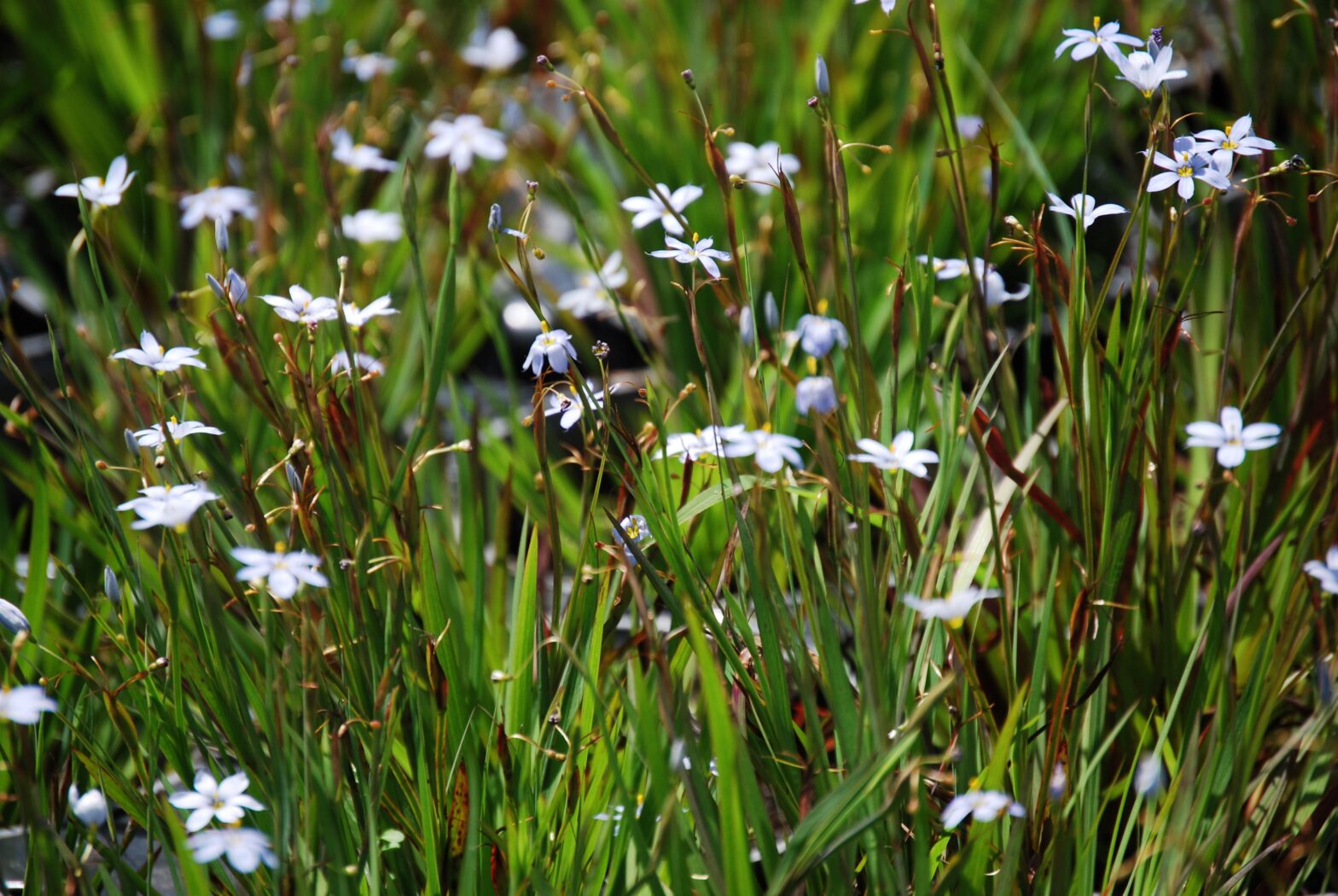 Sisyrinchium angustifolium is a North American native perennial that thrives in wet well drained soil in full sun to partial shade.