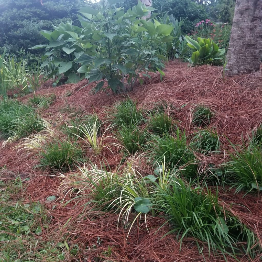 Carex amphibola, commonly called creek sedge, is a North American native perennial that thrives in medium to wet soils in sun to part shade.