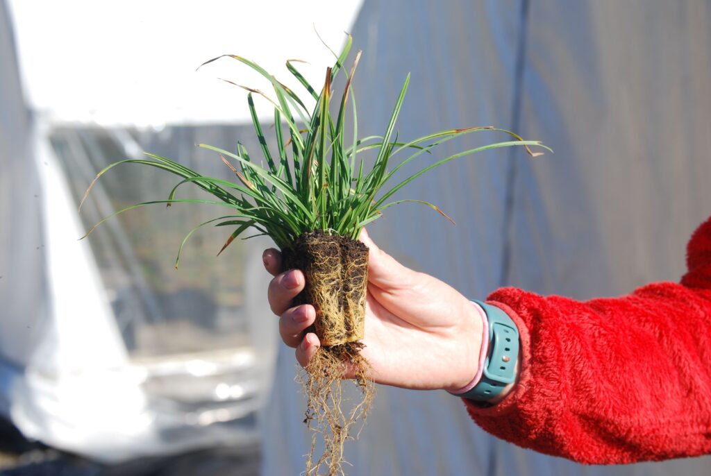 Carex amphibola, commonly called creek sedge, is a North American native perennial that thrives in medium to wet soils in sun to part shade.