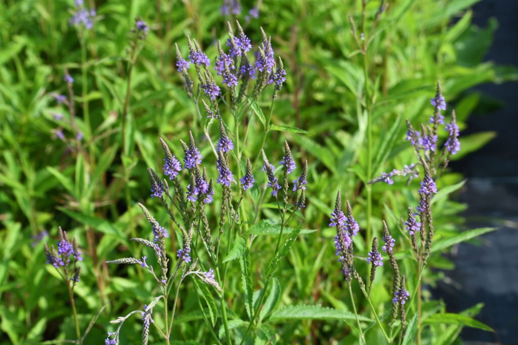 Verbena hastata, commonly called hoary vervain, is a North American native perennial that thrives in medium to wet soils in full sun.