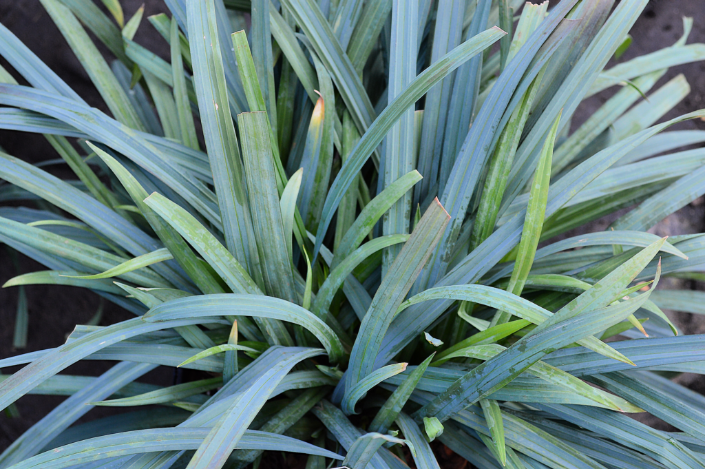 Carex laxiculmis ‘Hobb’ (bunny blue) - Charleston Aquatic and ...