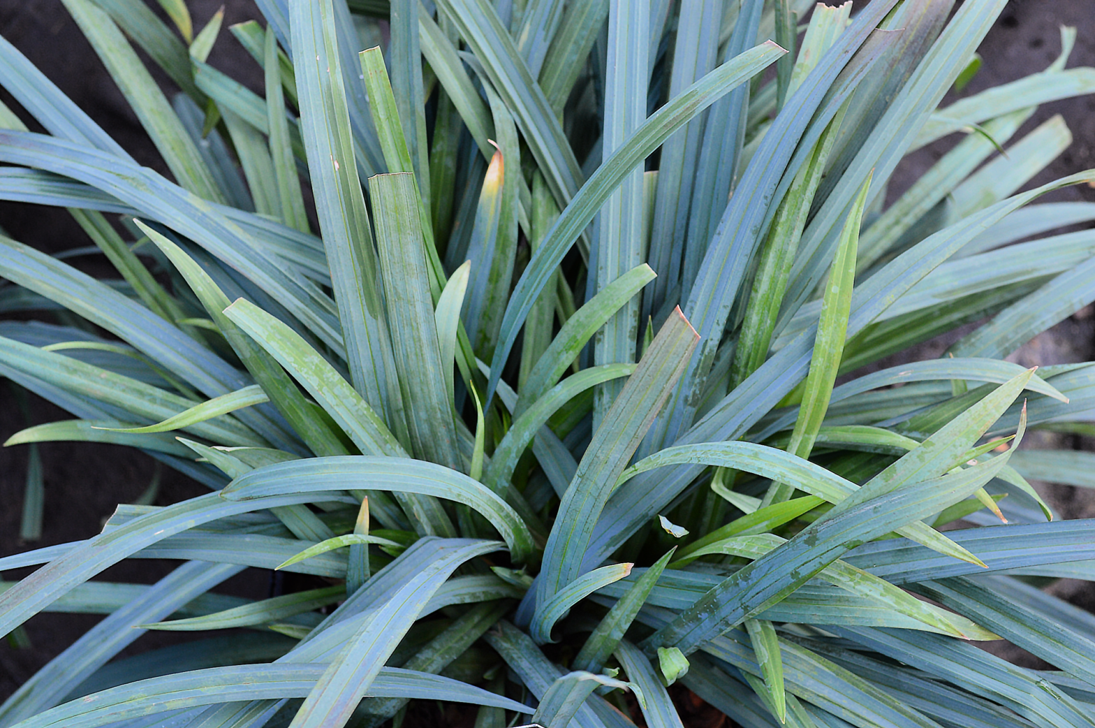 Carex laxiculmis ‘Hobb’, commonly called bunny blue sedge, is a North American native sedge that thrives in medium to wet soil in shade.