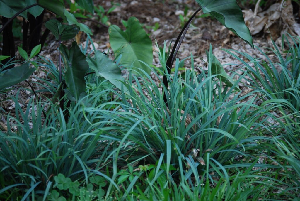 Carex laxiculmis 'Hobb'2