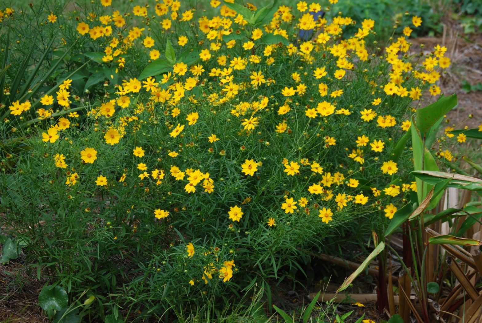 Coreopsis grandiflora, commonly called large flowered tickseed, is a North American native perennial that grows best in medium moisture soil with full sun.