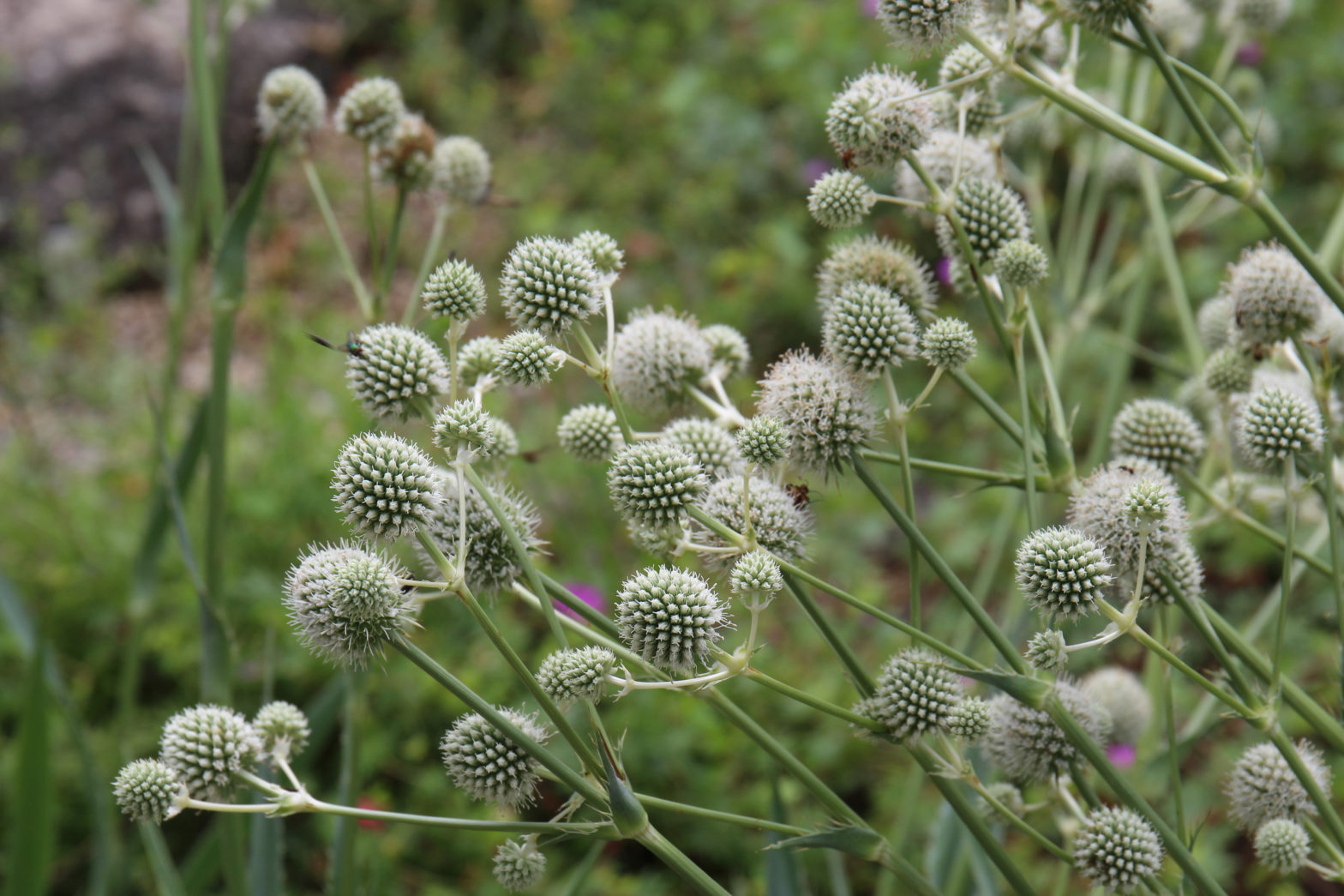 Eryngium yuccifolium, commonly called rattlesnake master, is a North American native perennial that prefers dry sandy soils in full sun.
