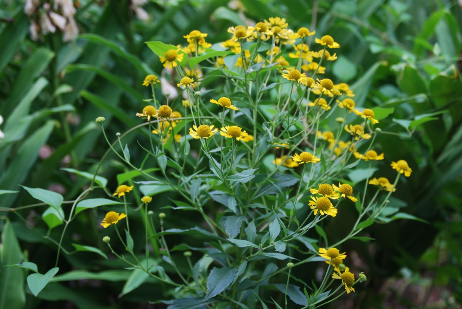 Helenium autumnale, commonly called common sneezeweed, is a North American native perennial that thrives in medium to wet soils in direct sun.
