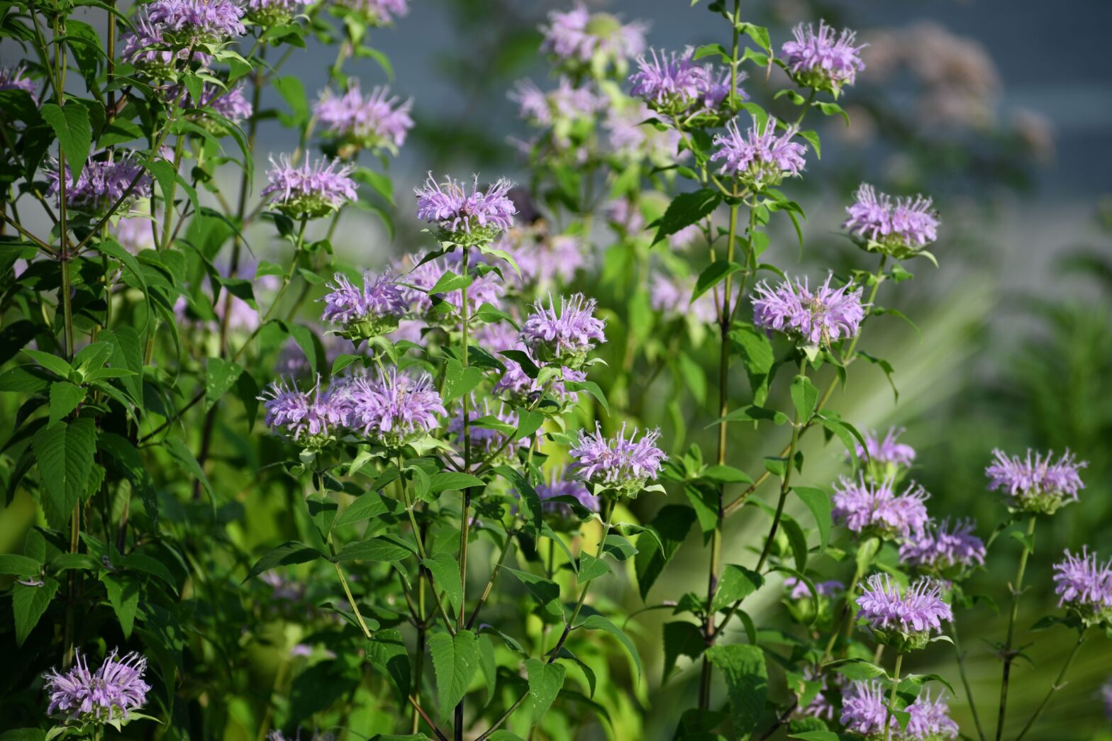 Monarda fistulosa, commonly called wild bergamot, is a North American native perennial that thrives in dry to medium moisture soils in full sun to partial shade.