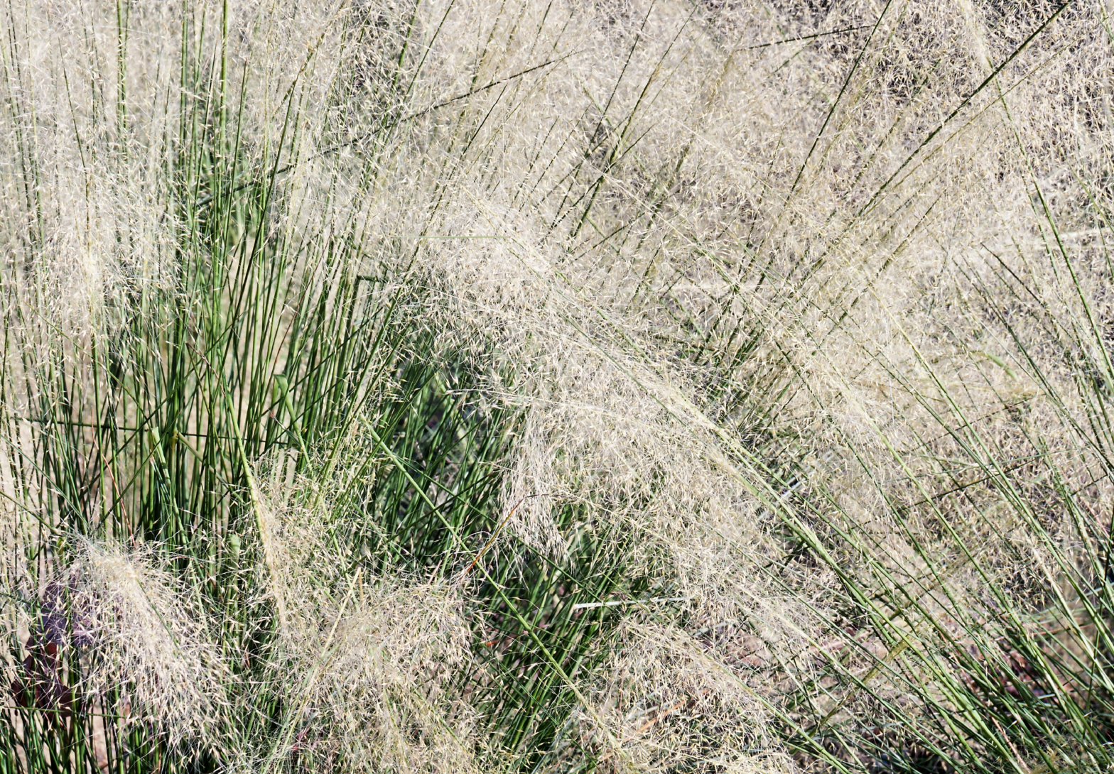 Muhlenbergia capillaris 'White Cloud' is a North American native ornamental grass that thrives in sand, rocky, dry to medium moisture soils in direct sun.