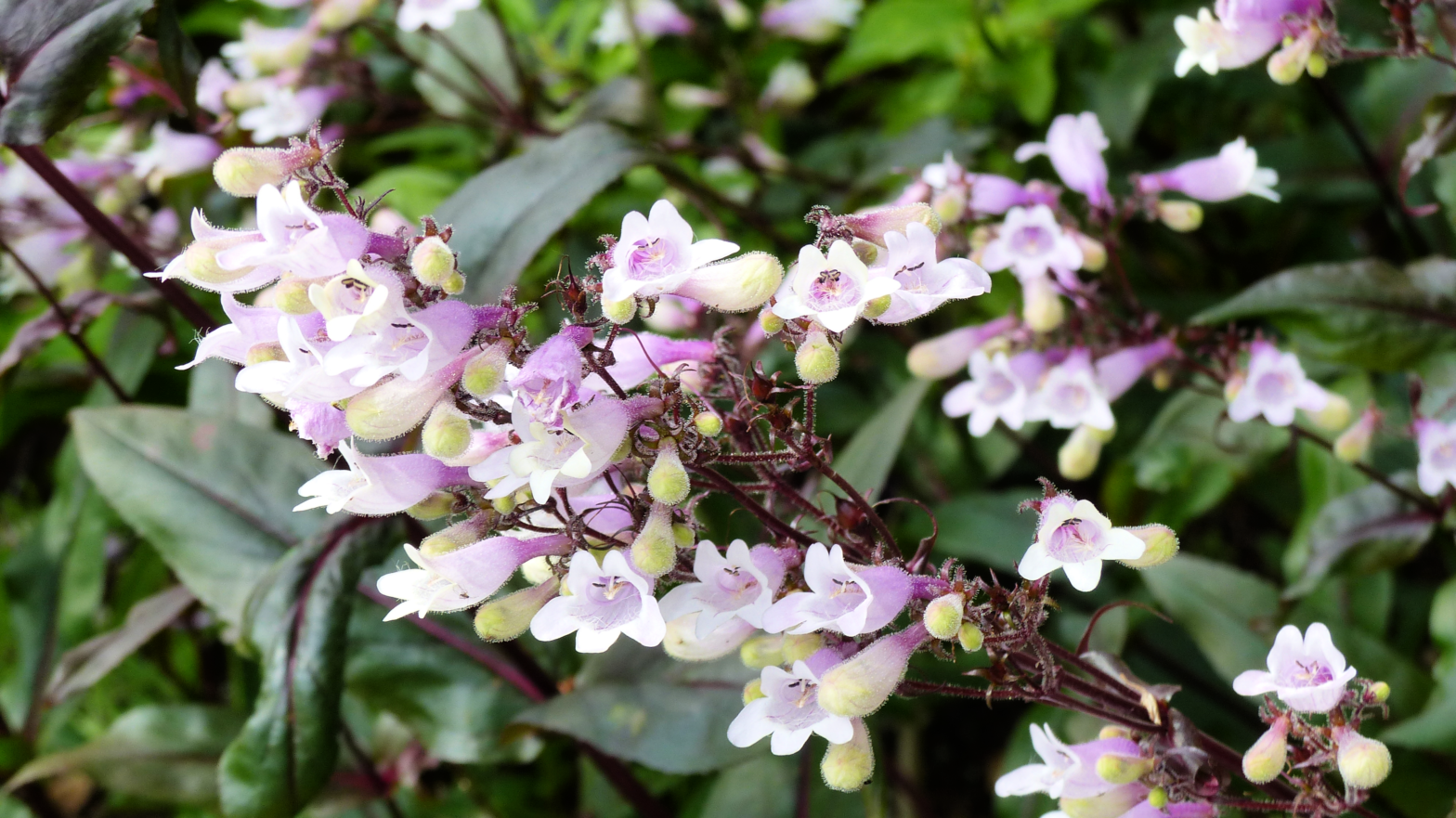 Penstemon digitalis, commonly called foxglove beardtongue, is a North American native perennial that thrives in average dry to medium moisture soil in full sun.