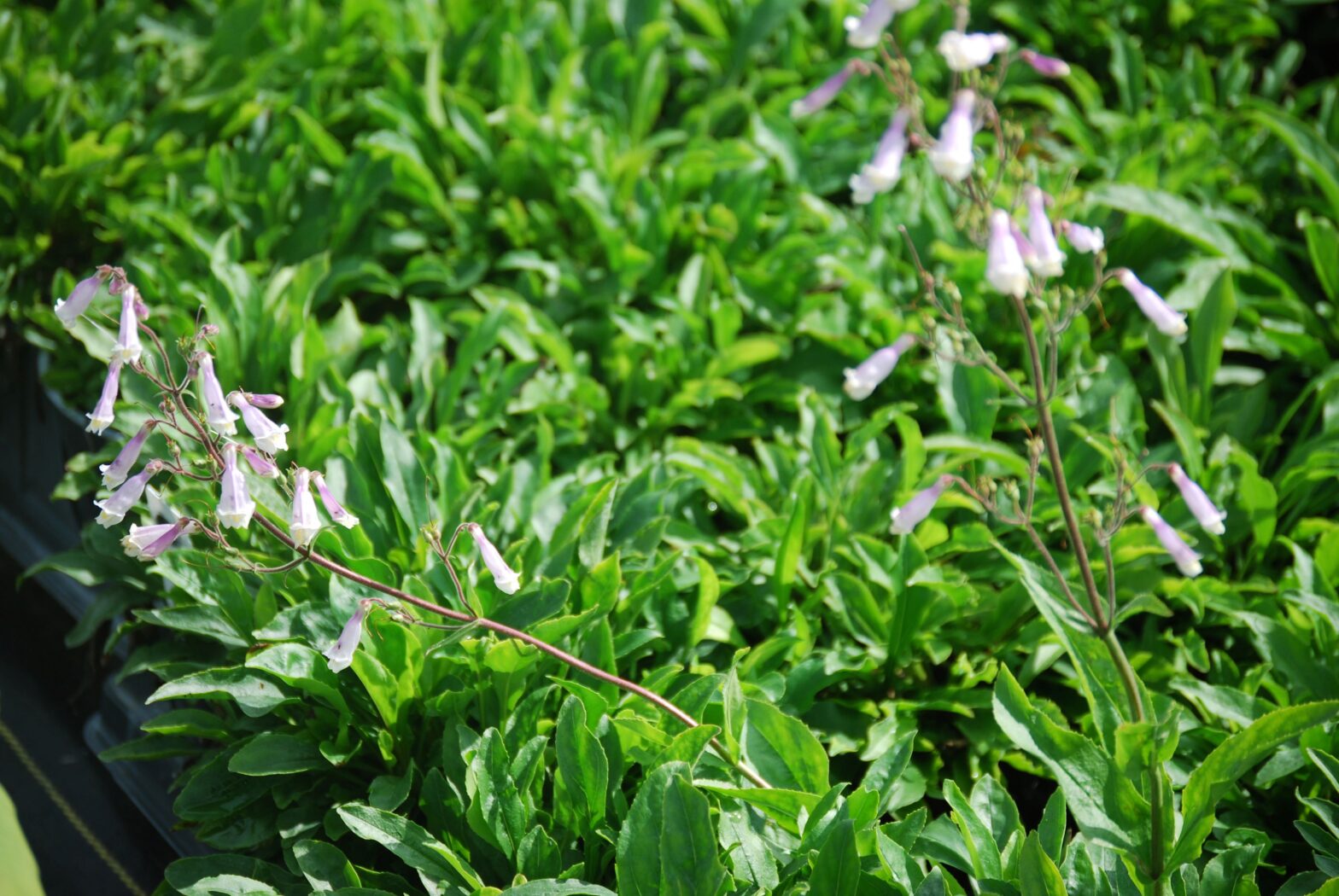 Penstemon hirsutus, commonly called hairy beardtongue, is a North American native perennial that thrives in dry to medium moisture soils with full sun.