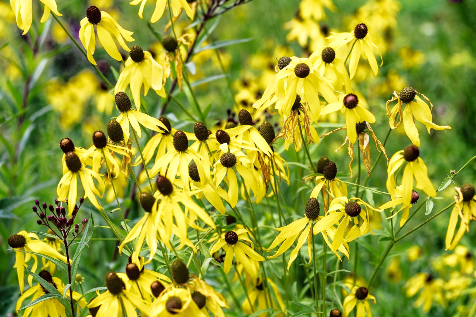 Ratibida pinnata, commonly called yellow coneflower, is a North American native perennial that thrives in medium moisture soil in full sun.