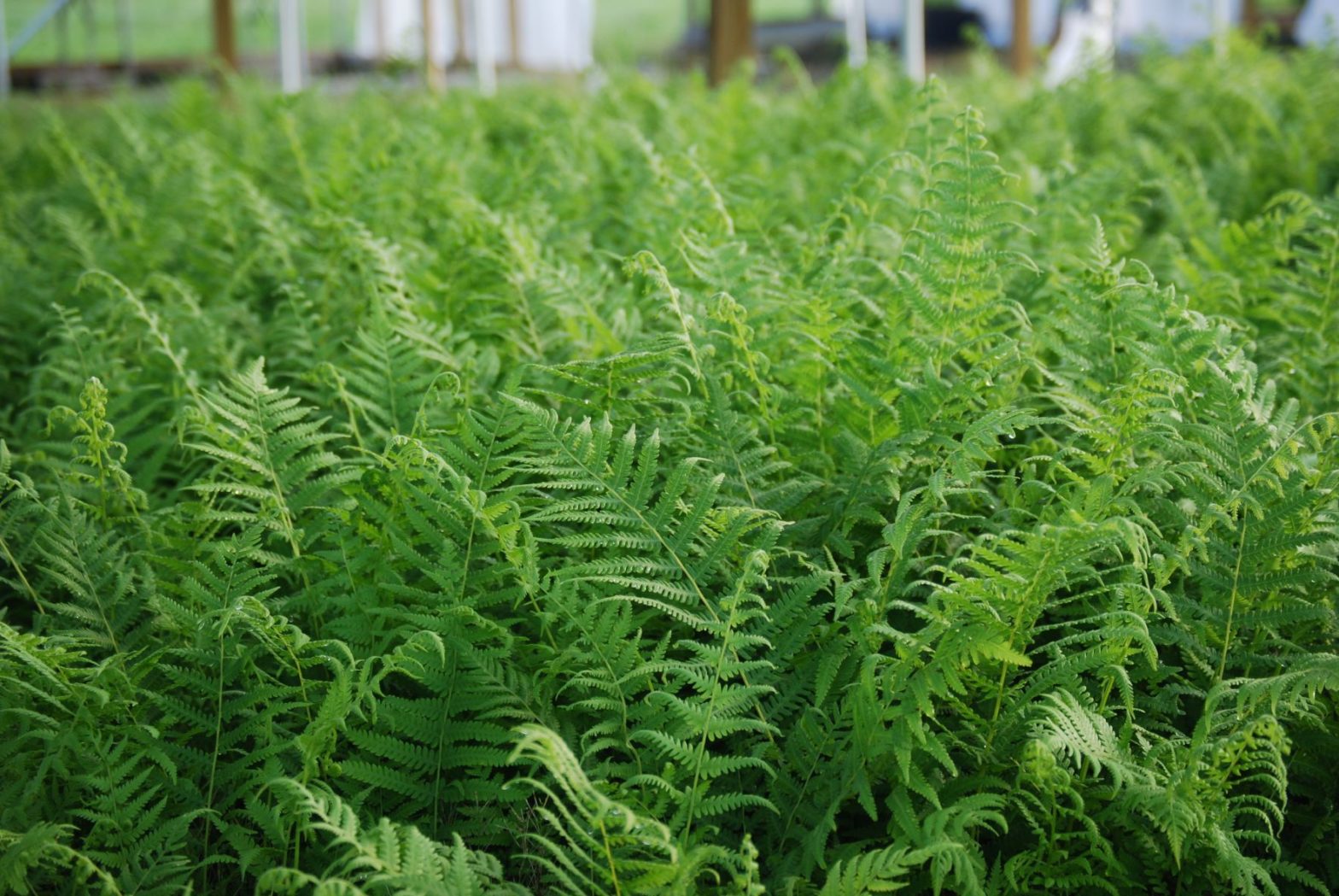 Thelypteris kunthii, commonly called southern river fern, is a North American native fern that thrives in medium to moist soils in full shade to partial shade.