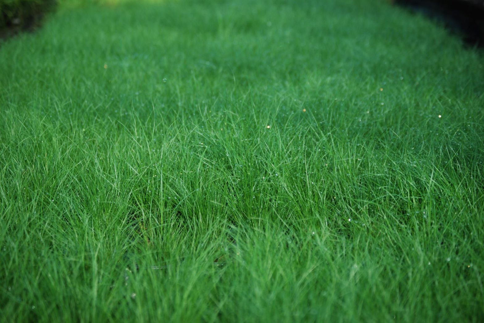 Carex radiata, commonly known as eastern star sedge, is a North American native perennial that thrives in moist soil in medium shade.
