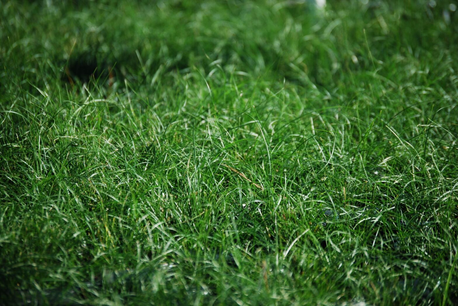 Carex texensis, commonly called Texas sedge, is a North American native sedge that thrives in dry to moist soil in part sun to part shade.
