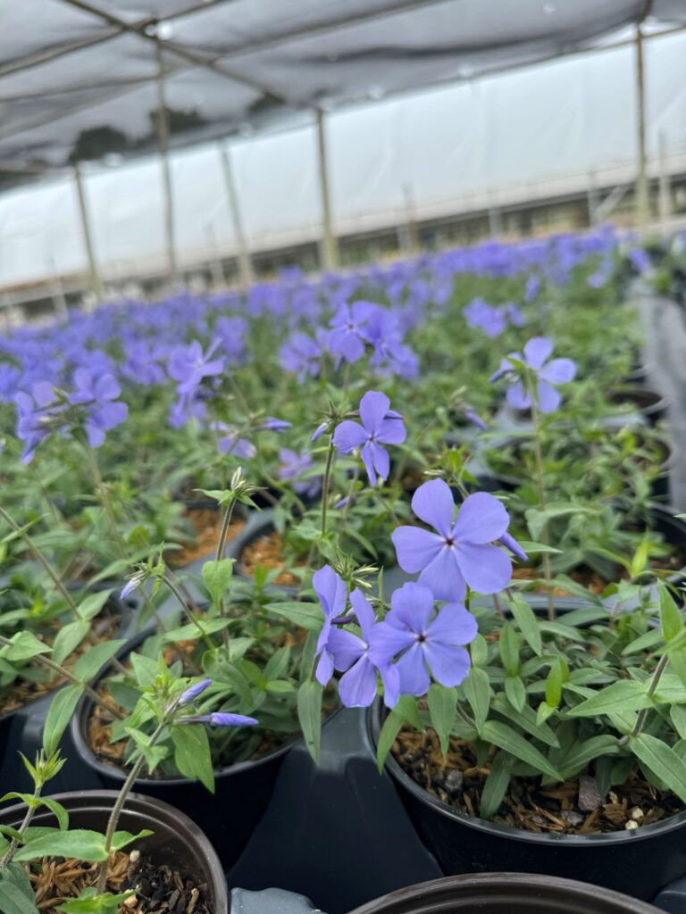 phlox divaricata