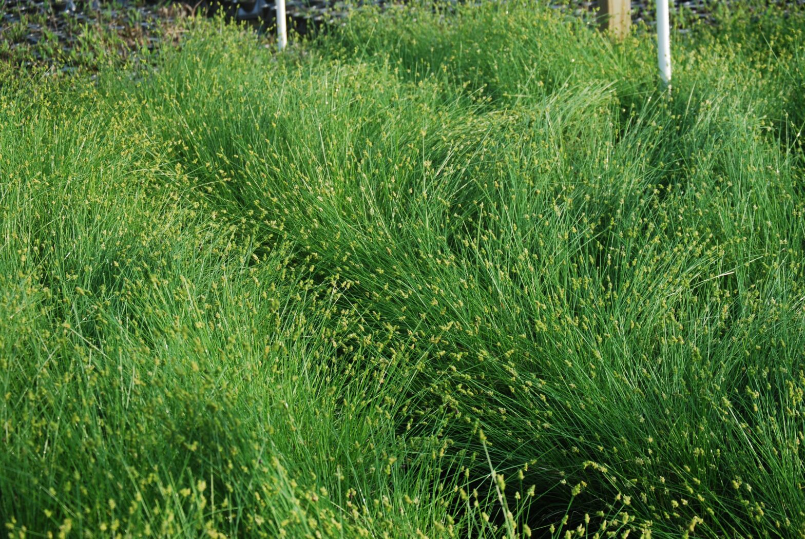 Carex leavenworthii, commonly called leavenworth sedge, is a North American native perennial that thrives in moist to dry soil in full sun to part shade.