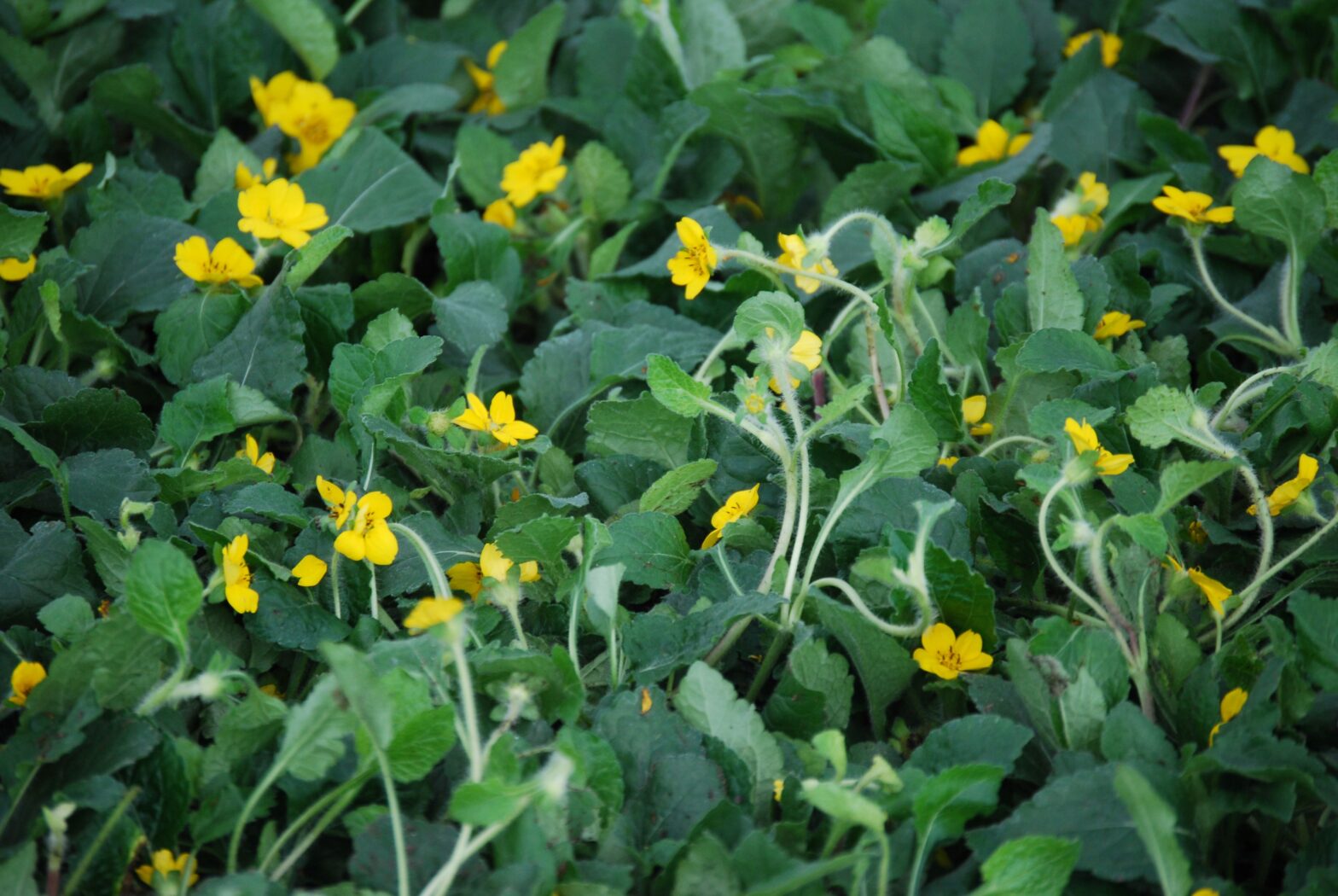 Chrysogonum virgianum 'Piere' commonly called green and gold or goldenstar, is a North American native perennial that thrives in average to medium moisture soil in part shade to full shade.