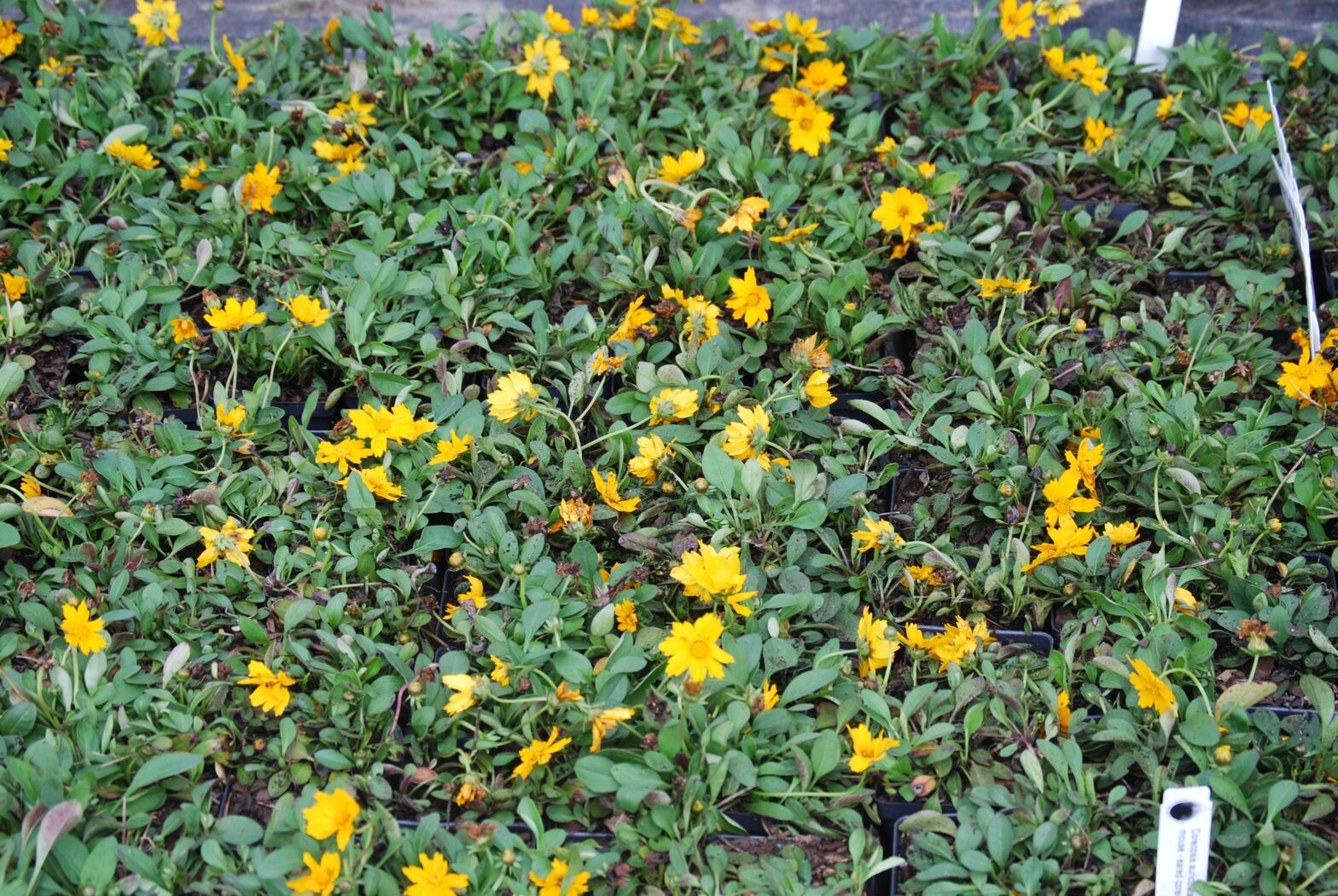 Coreopsis auriculata ‘Nana’ (dwarf tickseed) - North American native ...