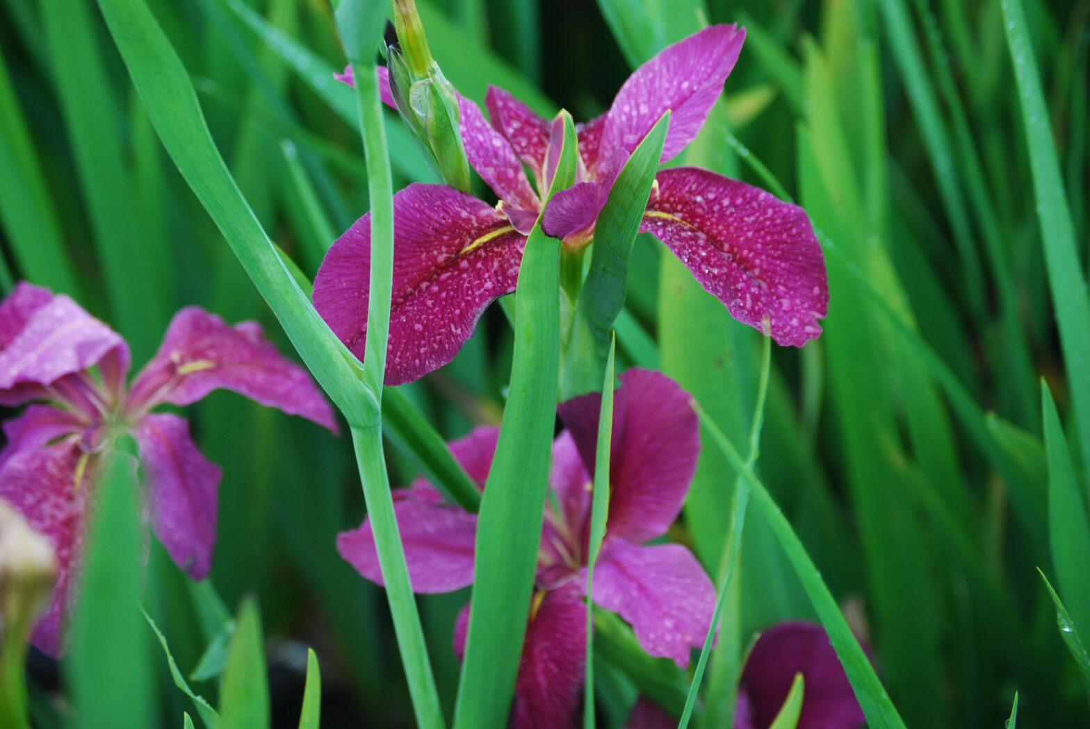 Iris Louisiana 'Ann Chowning' is a native Louisiana Iris cultivar. Ann Chowning grows best in consistently moist to wet soils in full sun.