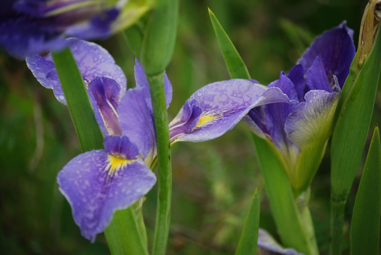 Iris hexagona, commonly called Louisiana blue flag, is a North American native herbaceous perennial that grows best in moist to wet soil in full sun. This Iris can reach heights up to 3 to 4 feet tall.