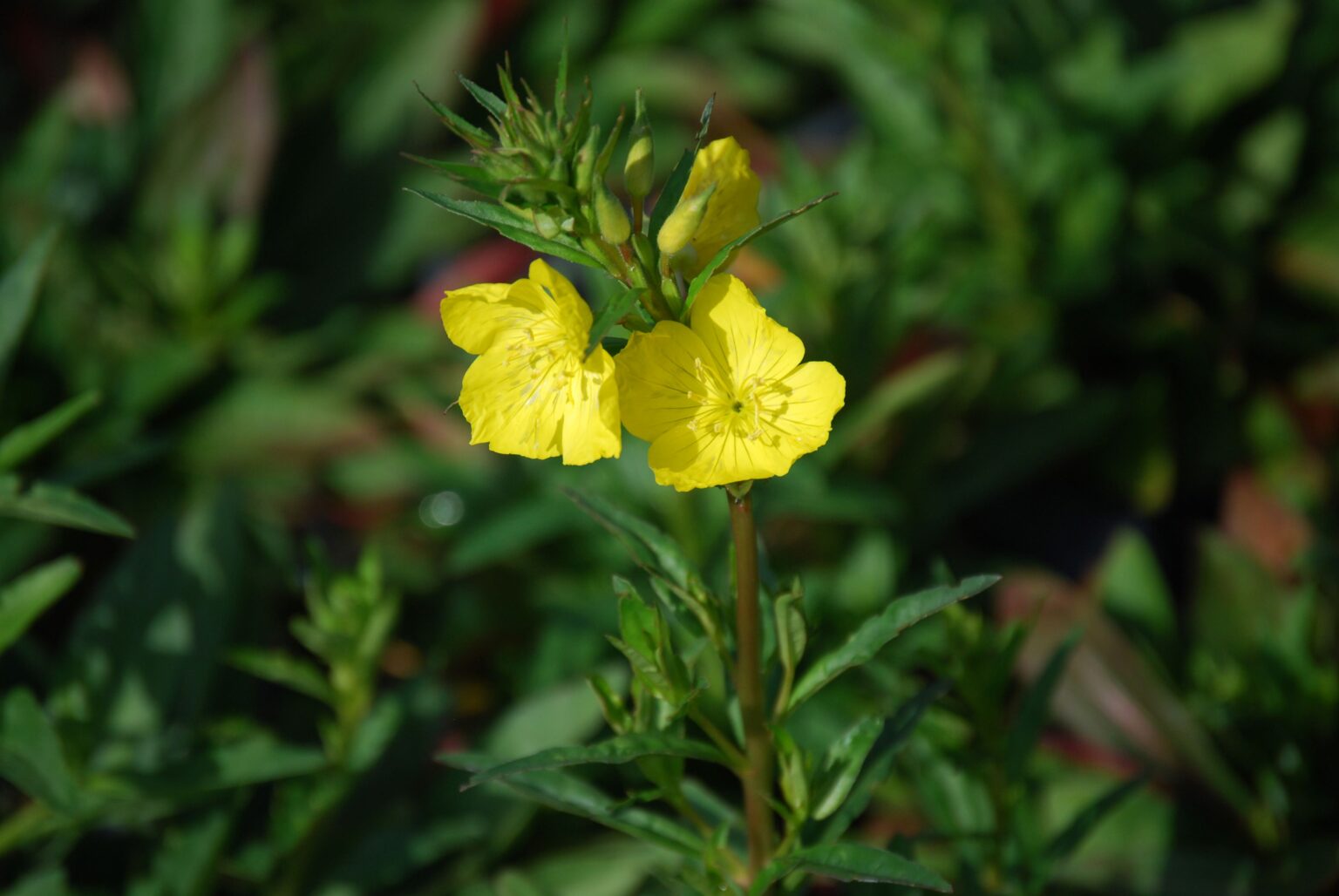 Oenothera fruticosa (sun drops) - North American native-Charleston ...