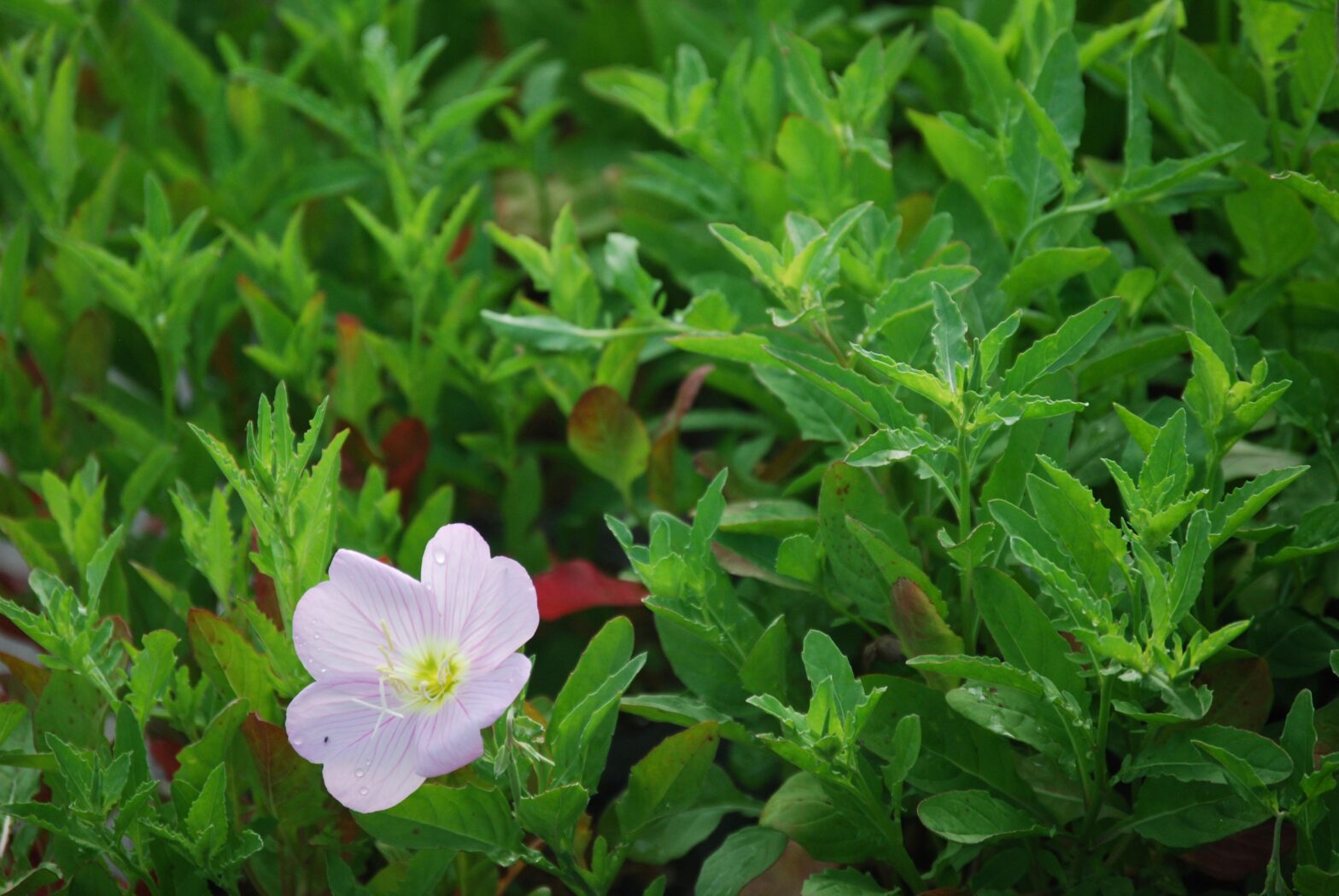 Oenothera speciosa, commonly called evening primrose, is a North American native perennial that thrives in dry to medium moisture soils in full sun.