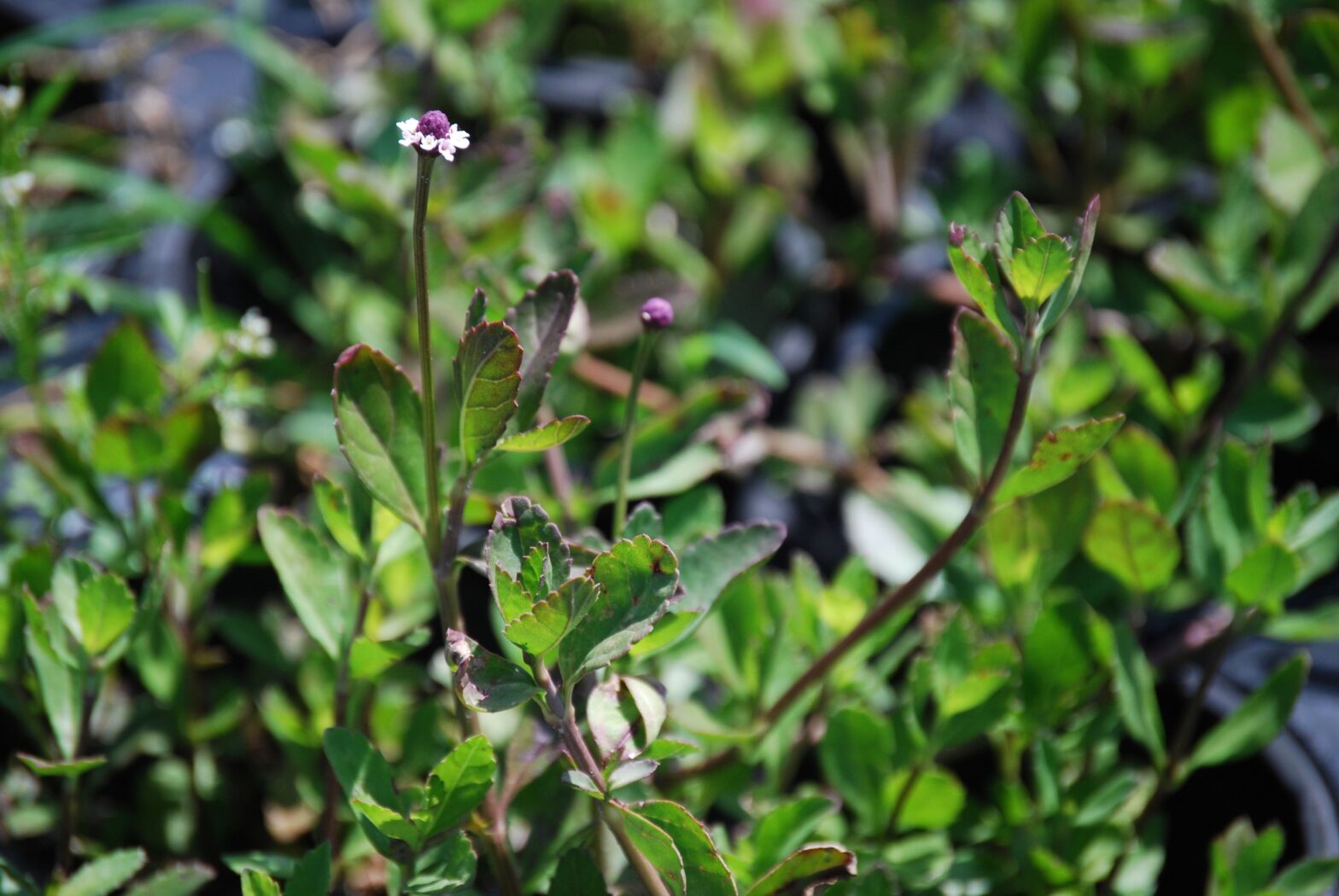 Phyla nodiflora is a North American native creeping perennial that thrives in medium moisture soil in full sun to partial shade.