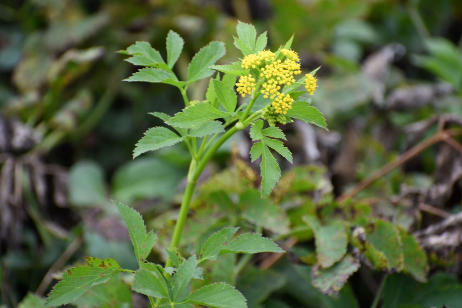  Zizia aurea, commonly called golden Alexander, is a North American native perennial that thrives in medium moisture soil in full sun.