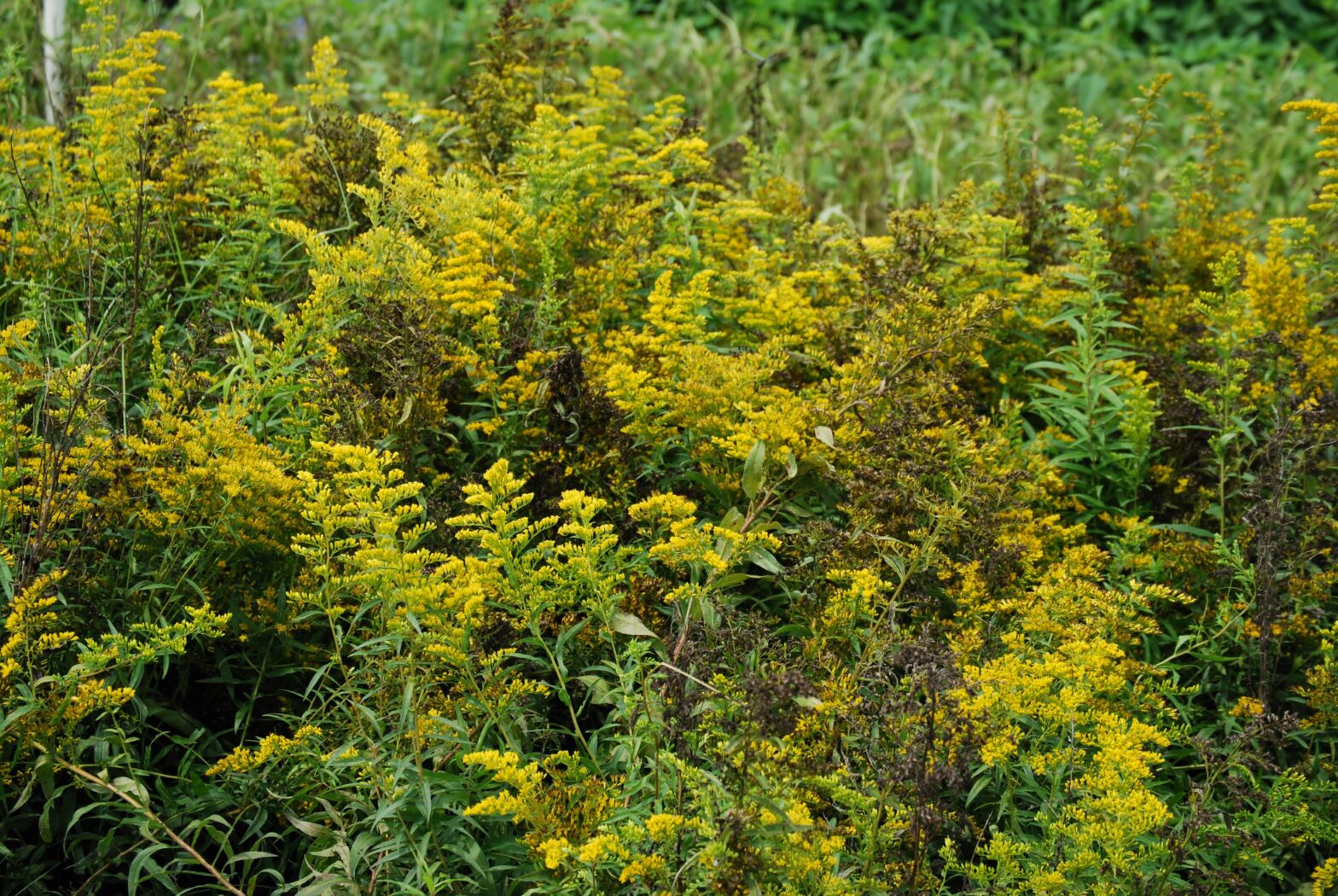  Solidago odora, commonly called sweet goldenrod, is a North American native perennial that thrives in medium to dry soil in full sun to partial shade.