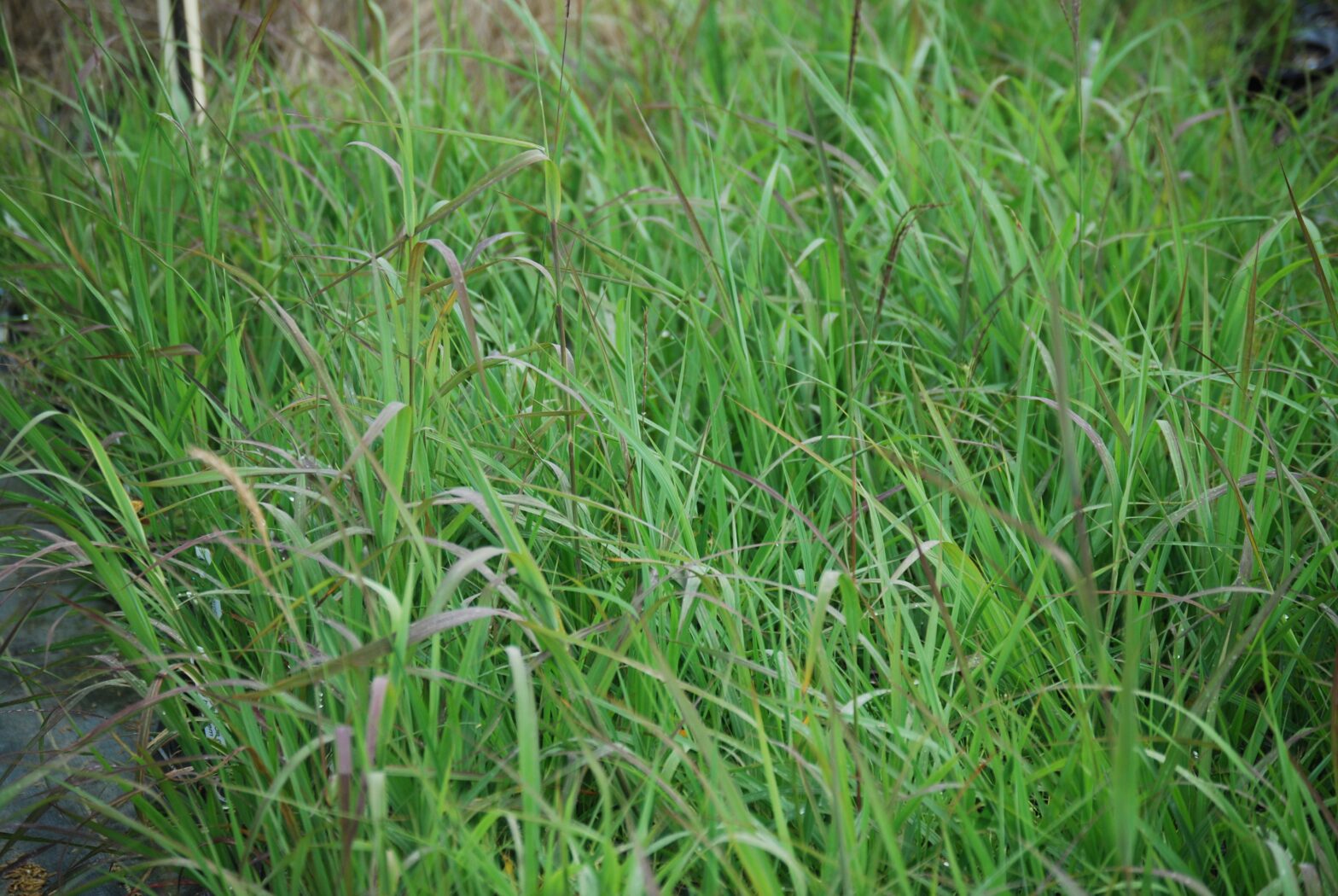 Andropogon gerardii, commonly called big bluestem, is a North American native ornamental grass that thrives in dry to medium moisture soils in full sun