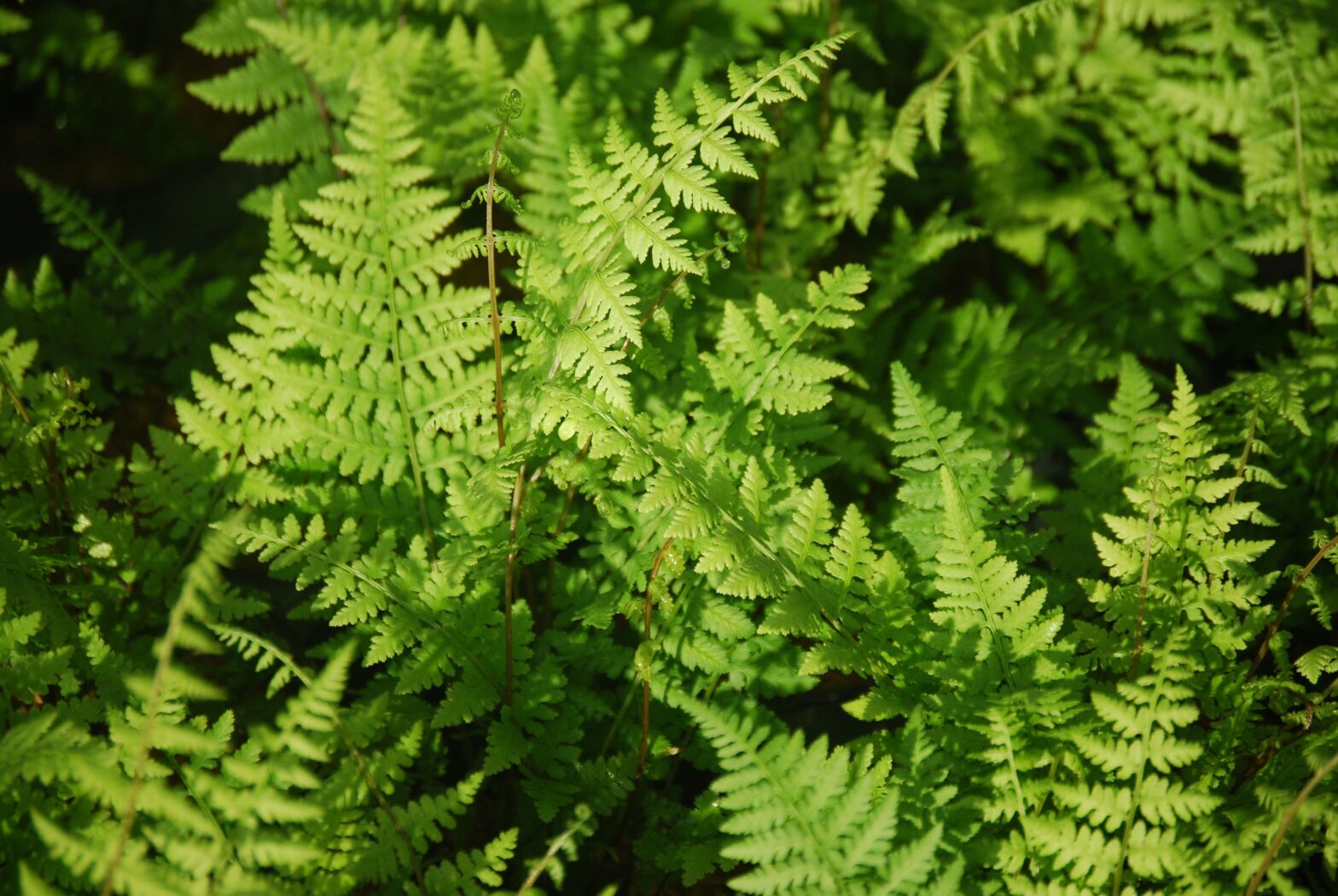 Athyrium filix-femina, commonly called lady fern, is a North American native fern that thrives in medium moisture, well-drained soil in partial shade to full shade.