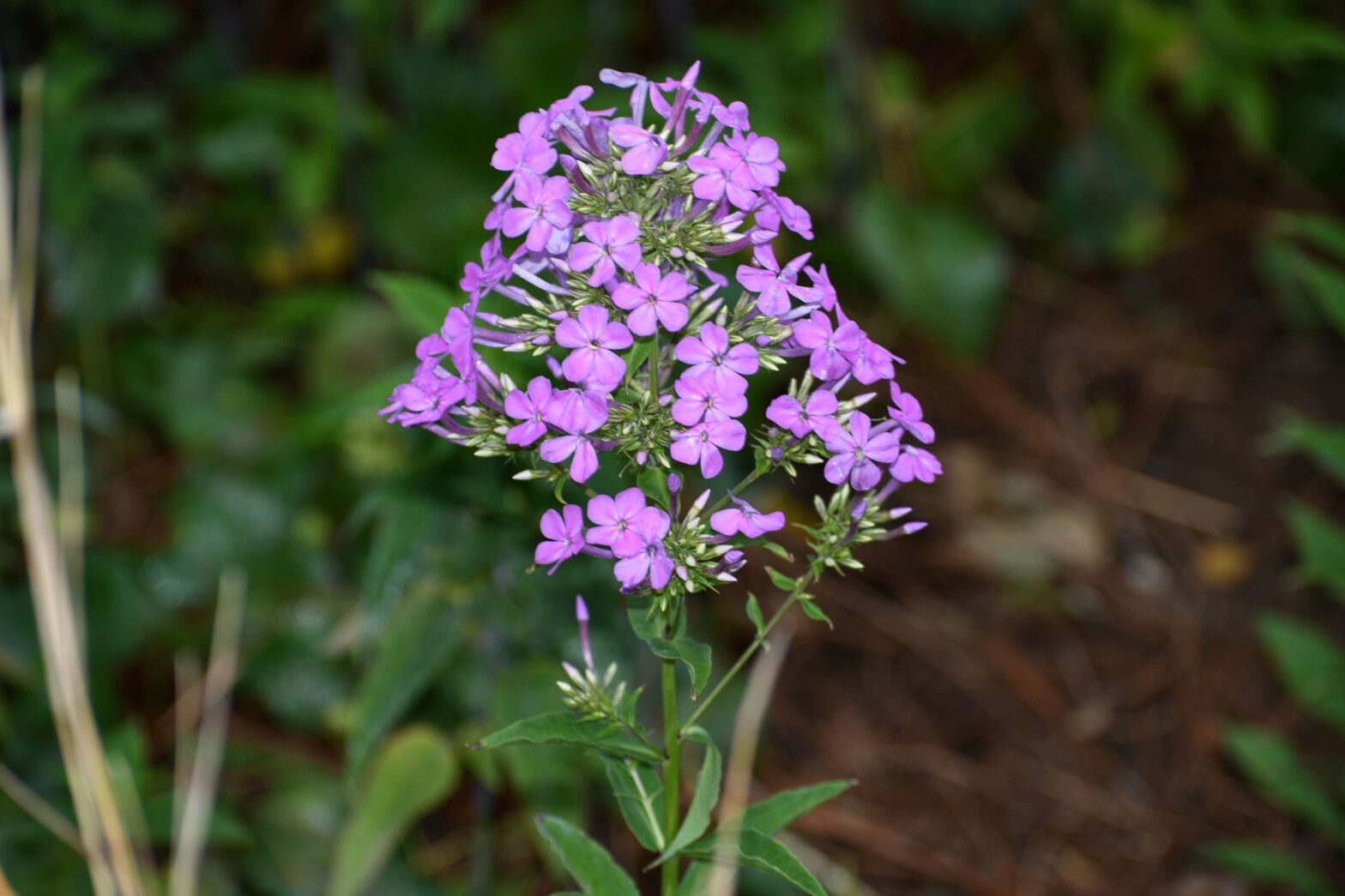 Phlox paniculata, commonly called garden phlox, is a North American native perennial that thrives in medium to rich soils in full sun to part shade.
