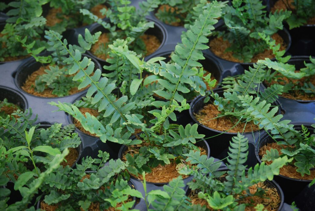  Polystichum acrostichoides, commonly called Christmas fern, is a North American native fern that thrives in dry to medium soils in part shade to full shade.