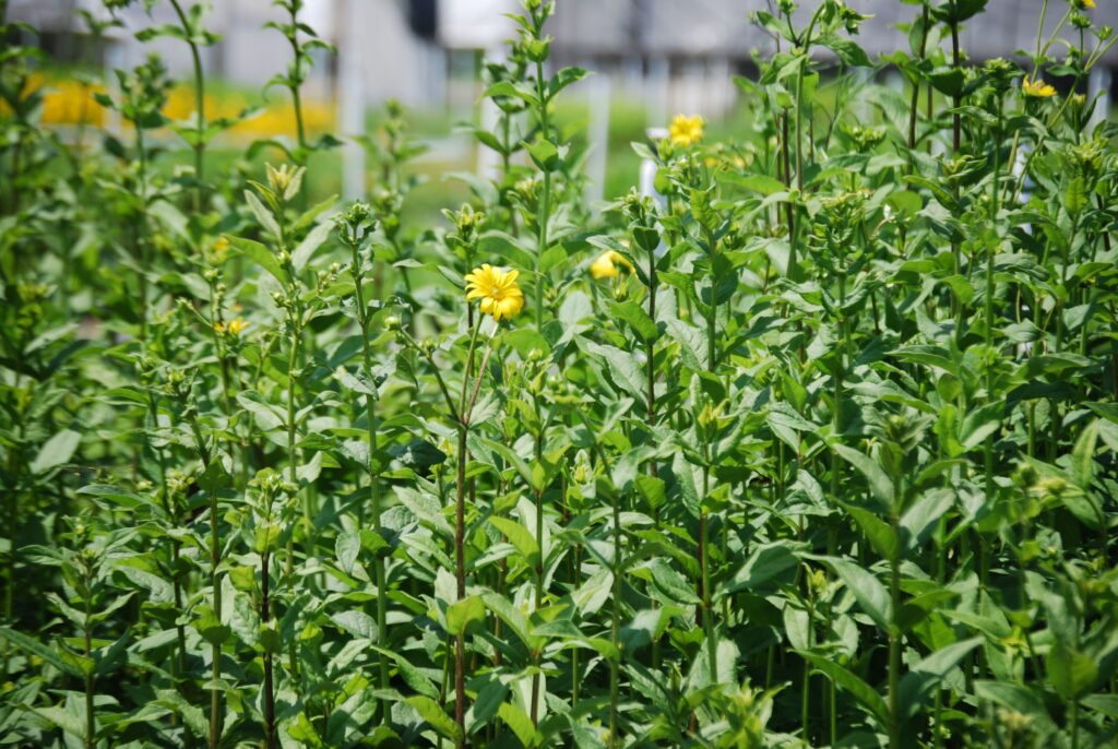 Silphium asteriscus, commonly called Starry Rosinweed, is a North American native perennial that thrives in medium moisture soils in full sun to part shade.