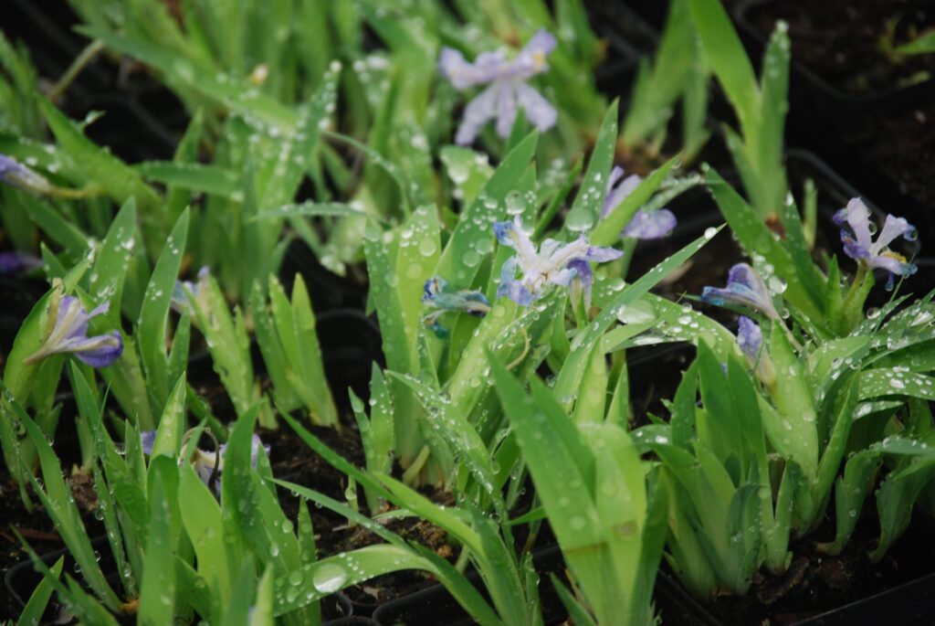 Iris cristata, commonly called dwarf crested Iris, is a North American native perennial that thrives in rich moist soils in part shade.