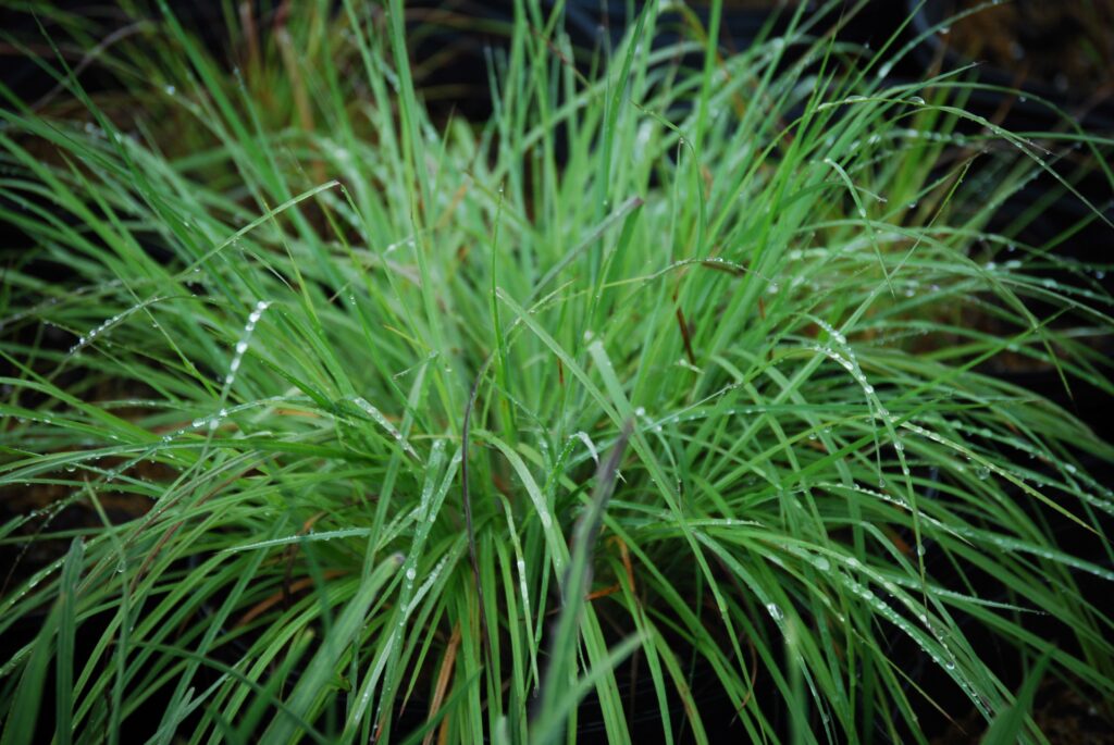Andropogon ternarius, commonly called split bluestem, is a North American native perennial that thrives in welldrained sandy soils in full sun