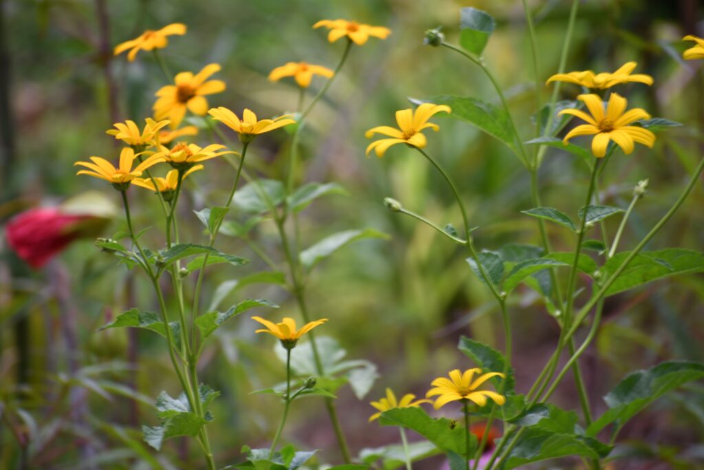 Heliopsis helianthoides commonly called False Sunflower