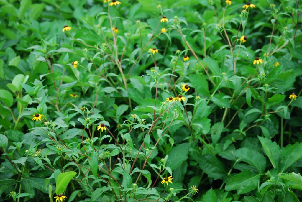 Rudbeckia laciniata, commonly called cutleaf coneflower, is a North American native perennial that thrives in well-drained soil in full sun.